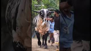 Download lagu Gaptoli hat sultan asche ๐ #love #gaptoli #foryou #vairalvideo #cowvideos #cowlover #1000 mp3 Download lagu Gaptoli hat sultan asche ๐ #love #gaptoli #foryou #vairalvideo #cowvideos #cowlover #1000 mp3