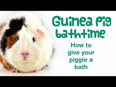 YouTube video about: Can you bathe a guinea pig with baby shampoo?