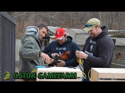 Blueface Yellow leg hatch Asil - GATOR FARM - Alabama