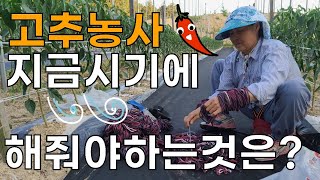 고추농사 지금시기에 해줘야하는것은? 고추끈? 양말목? 텃밭농사 귀농귀촌