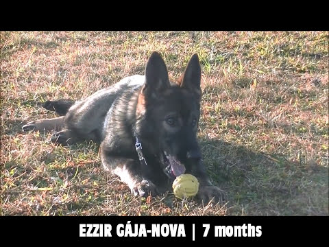 Ezzir Gája-Nova - obedience | 7 months