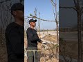 Cherry Tree Branches Bending Techniques #satisfying #shortsvideo