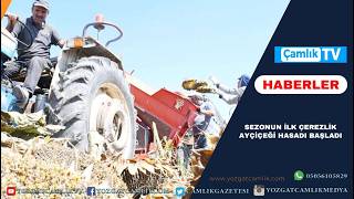 Yozgat’ta Sezonun İlk Çerezlik Ayçiçeği Hasadı Başladı: 11 Dönümlük Ta
