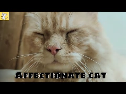 How do cats show affection | affectionate cat #catowner #catsinlove #mjpetlovers