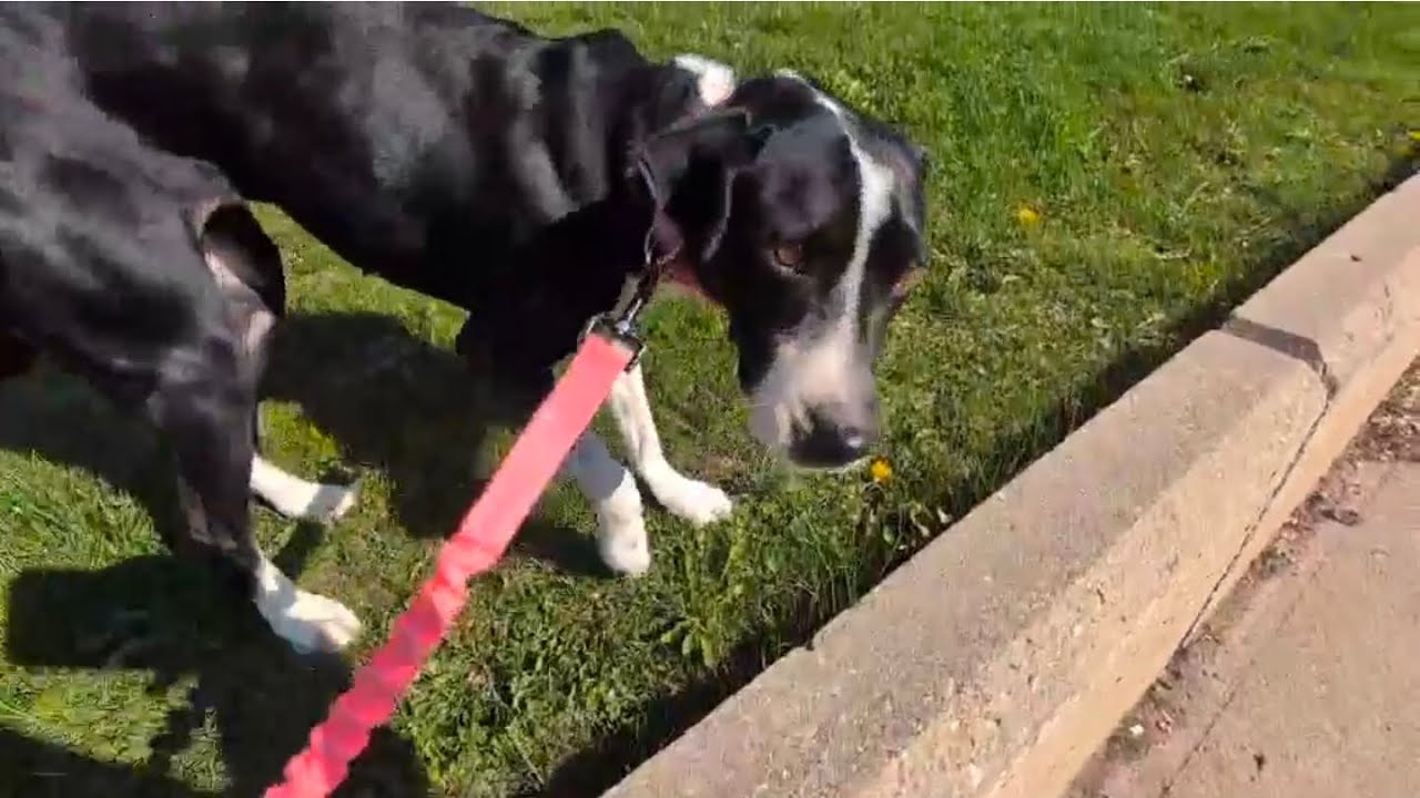 Dixi, a Adoptable mixed breed in Oshawa, ON video 6/6