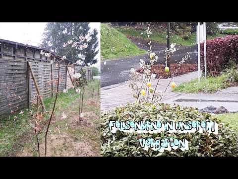 Felsenbirne im Schnee