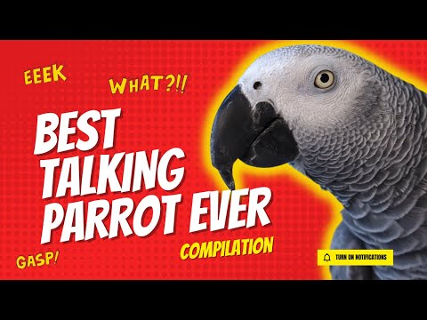 Best Talking Parrot Compilation | Gizmo the Grey Bird
