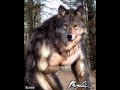 Schandmaul-Wolfsmensch- 