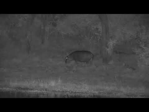 Djuma: Hippo out grazing across the dam - 00:30 - 04/27/2023