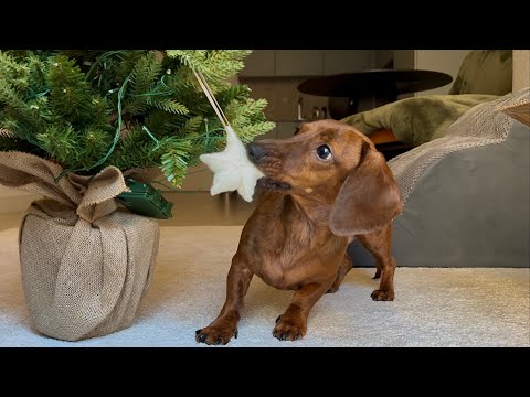 Mini dachshund helps decorate for Christmas!
