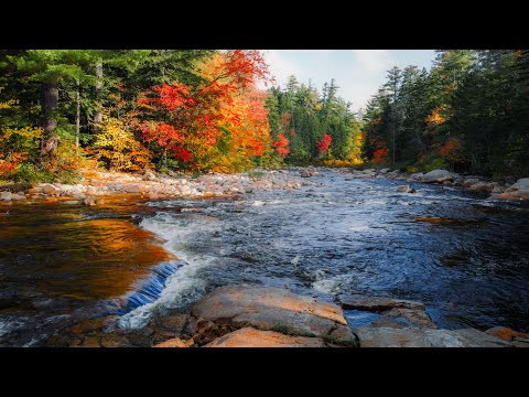 Peaceful Autumn River (4K) -  River Sounds | Relaxing Nature Video - Sleep, Study, Relax
