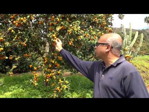 Organic Kumquats – Harvest of the Month – San Diego Farm to School