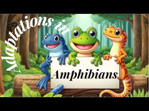 Amphibians for Kids | What is an amphibian? Amphibians |  the characteristics of amphibians |