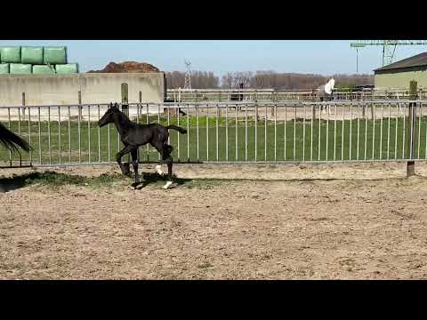 Ray of Light (Lord Europe x Painted Black) 2021