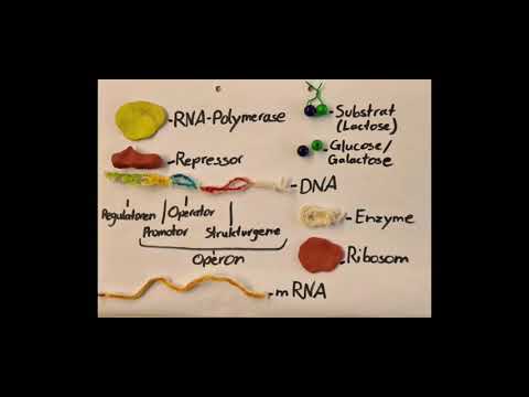 Das „Lac Operon Modell“ I Stop-Motion Erklärfilm