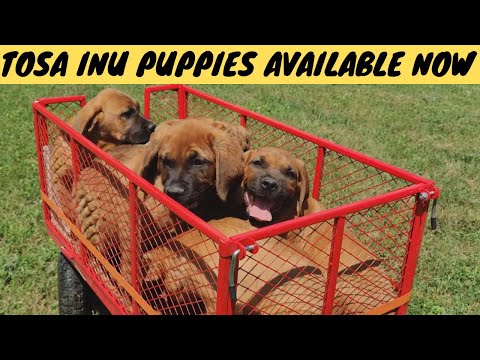 Quality TOSA INU puppies available now!
