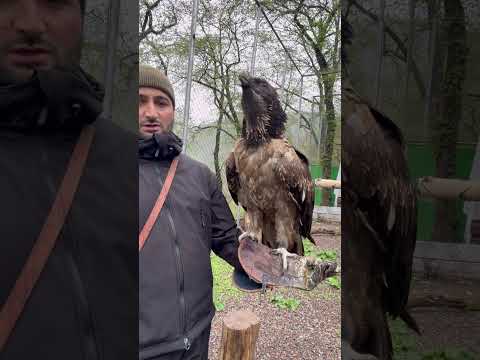 Мощный бородач