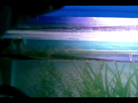 Permanent discus fish tank filter.mp4
