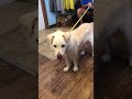 Video thumbnail 6 — Henry Thomas - An SOS Dog