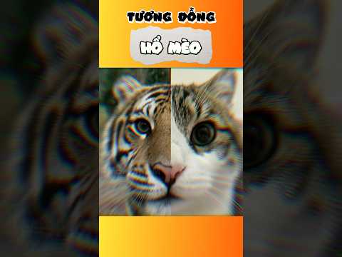 tương đồng hổ mèo | Mê Mò Mẫm