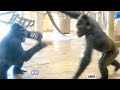 Young Gorilla's Little Prank Turns Into a Fuss | The Shabani Group