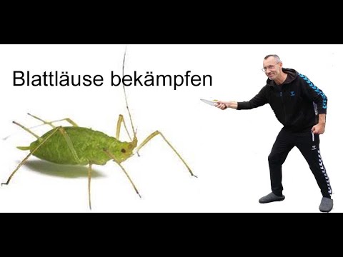 Blattläuse bekämpfen einfach und billig