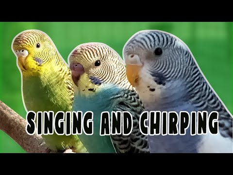 Happy Budgies Playing and Chirping and Singing 3 Hours | Relaxing Birds Budgie Sound | Happy Budgies