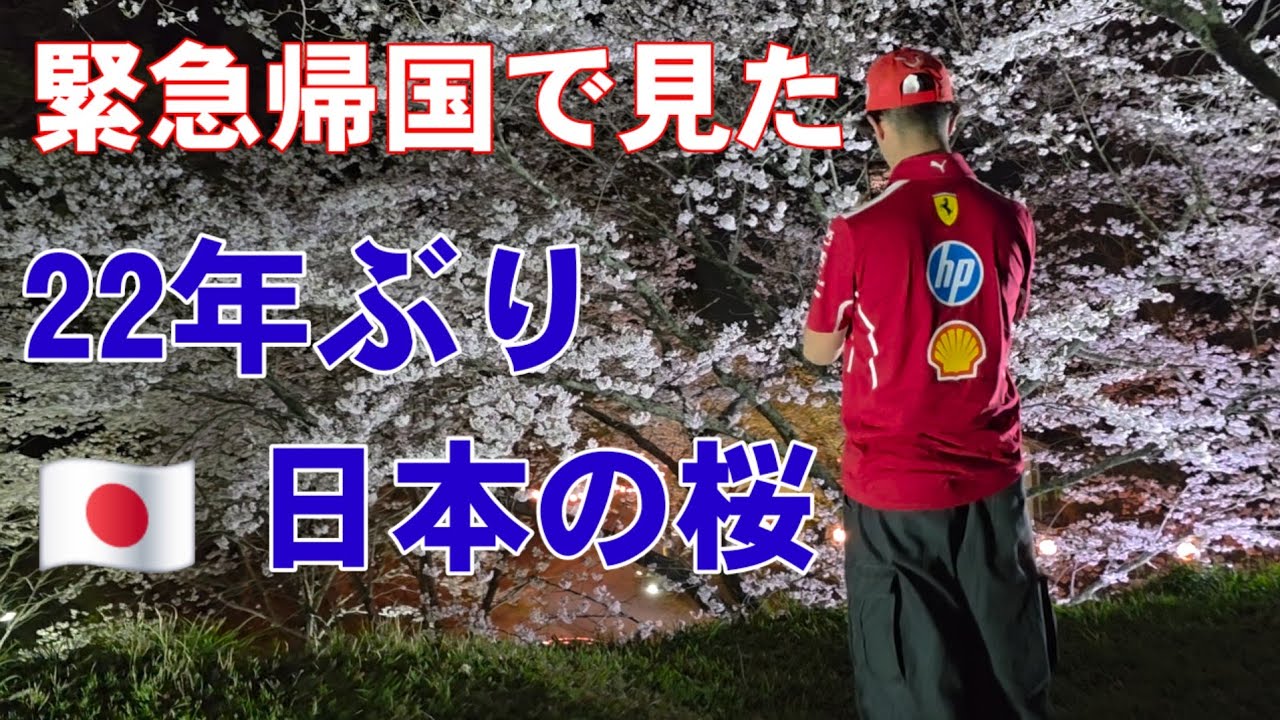 【見たくなかった】悲しくて美しい日本の桜/次男初めての花見