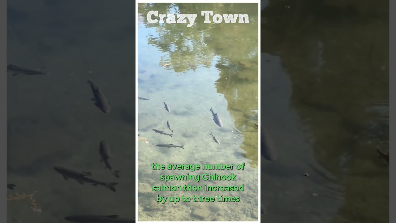Dam! Look at All Those Salmon: Crazy Town Clip