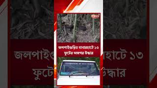 Jalpaiguri | Python Rescued | জলপাইগুড়ির বানারহাটে ১৩ ফুটের অজগর উদ্ধ