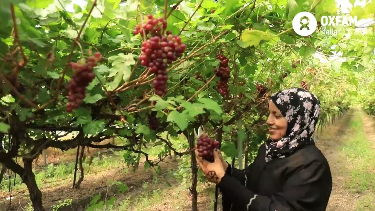 Oltre le restrizioni: il diritto all'acqua per i contadini palestinesi