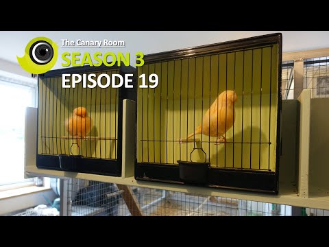 The Canary Room - Season 3 Episode 19 - A trip to the Bird room of Keith Ferry