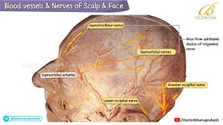 Blood Vessels & Nerves of the Scalp and Face (Cadaveric Anatomy) | USMLE Step 1 |