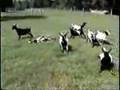 Fainting Goats 