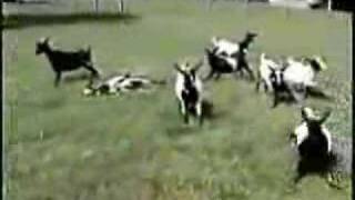 The Mountain Goats - No Children </Body></Html> video