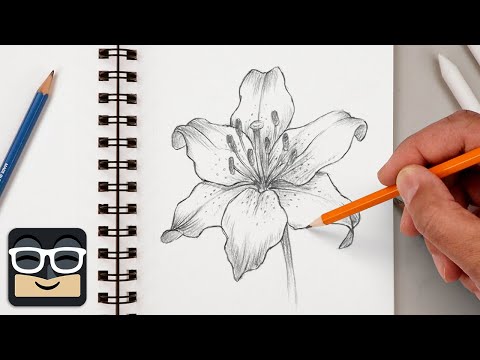 How to Draw a Realistic Lily