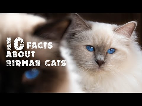 10 facts about Birman Cats
