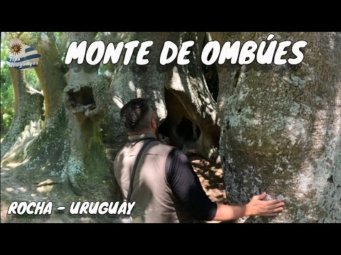 MONTE DE OMBÚES -  ROCHA -  UN DESTINO TURÍSTICO Y NATURAL CON UN SORPRENDENTE PAISAJE SURREALISTA 
