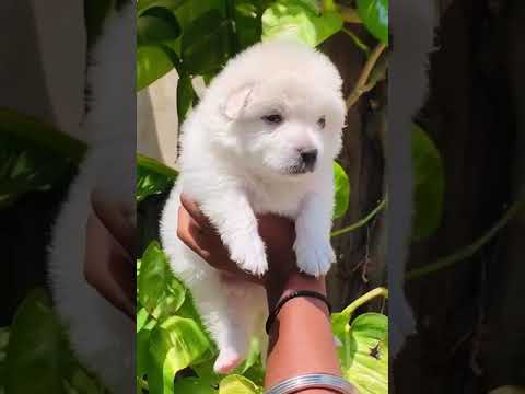 #Good quality pamoriyan puppies Available #dogshorts #puppy #dog #frenchbulldog #goldenretriever