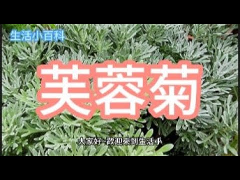 芙蓉菊屬