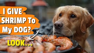 WHAT Happens if I Give My Dog Shrimp 🐶🍤