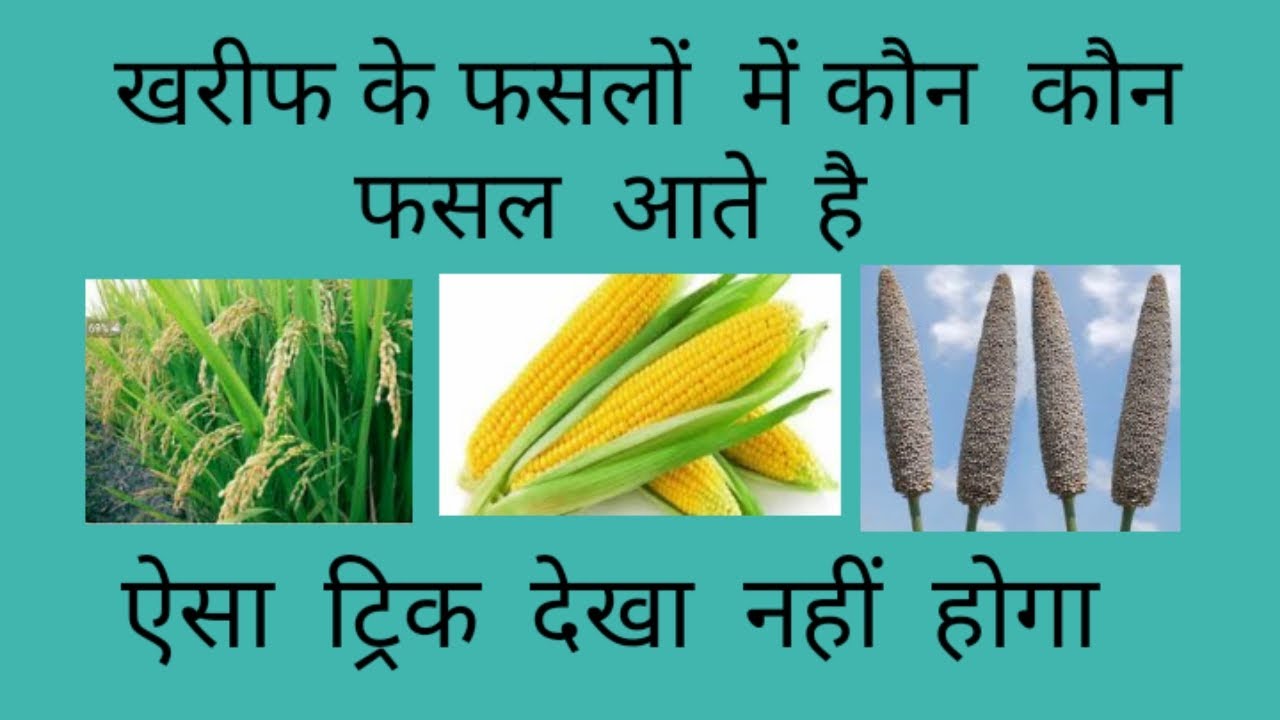 खरीफ के फसल में कौन कौन से फसल आते है | Rabi crops | Kharif crops | Zaid crops | Gk in hindi