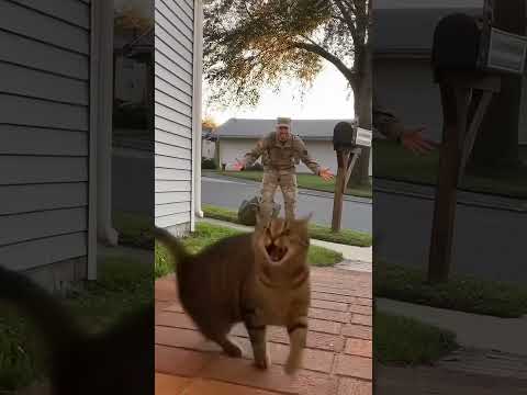 The cat runs happily to its owner who picked it up from the street.