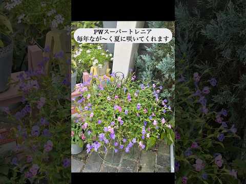 美しい庭のための美しい植物のベッド