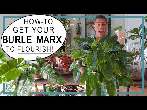 Houseplant Trends 2022! How-To Get Your Philodendron Burle Marx To FLOURISH with New Growth!