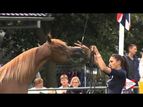 N.15 ASYAH SCAH - Ströhen 2015 C-Show - Fillies 2 years old (Class 5)