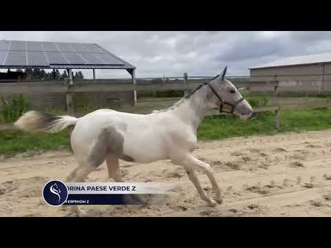 COLORINA PAESE VERDE Z (COLORIT Z x " CASPER VAN ERPEKOM Z) filly