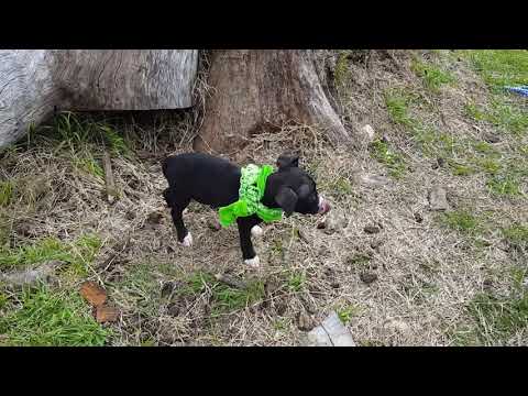 Hank, an adopted Staffordshire Bull Terrier & Border Collie Mix in Bandera, TX_image-1