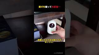 愛犬を疑って大反省…#犬のいる暮らし#愛犬#わんこのいる生活#癒し動画