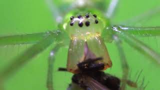ウロコアシナガグモの食事